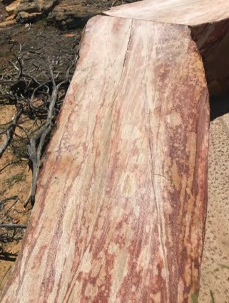 A close up of wood Description automatically generated