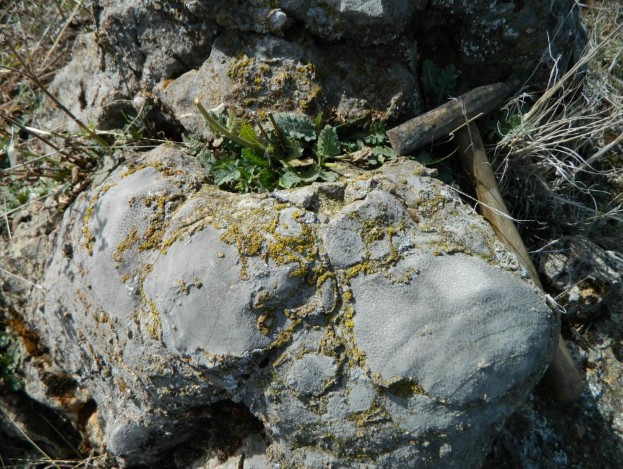 H:\Semester 1 2020\11EES41 Unit 1 2019\Excursion Creek Mapping\Photos 16 April 2015\1 Bowspring Limestone corals stroms.JPG