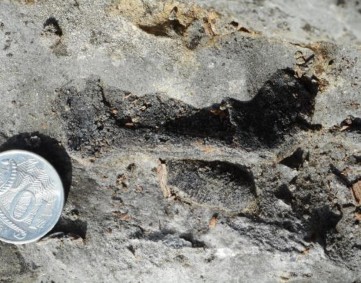 H:\Semester 1 2020\11EES41 Unit 1 2019\Excursion Creek Mapping\Photos 15 May 2018\Silurian fish fossil.JPG