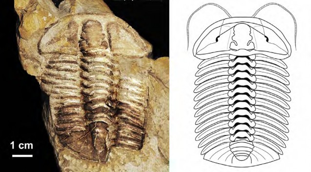 New trilobite in shales of northern Tasmania